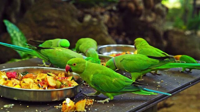 Group of green ringneck parakeets and lovebirds eating fresh fruit and seeds from metal bowls on a wooden table in Mauritius