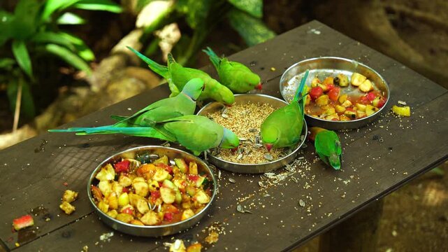 Group of green rose-ringed parakeets and a lovebird eating seeds and fruit from bowls on a wooden table in Mauritius