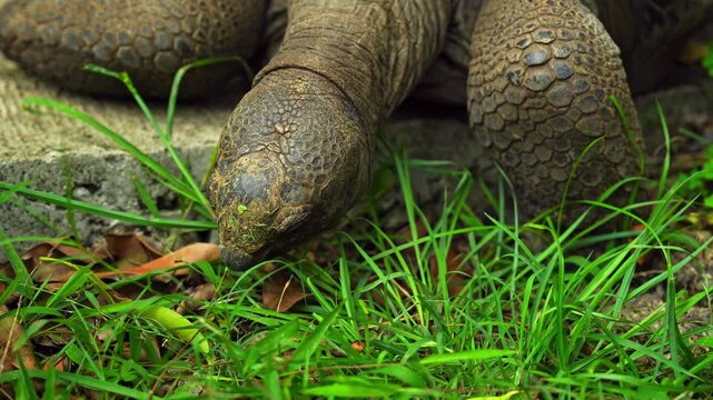 Close up of a giant Aldabra tortoise in Mauritius, moving slowly through the grass in a wildlife park