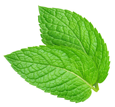 Eco mint leaves set isolated on transparent background. Green mint leaves set isolated is fresh. Mint leaves set isolated PNG