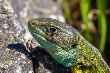 Naklejka premium Close-up of ticks on the body of a European green lizard, Lacerta bilineata