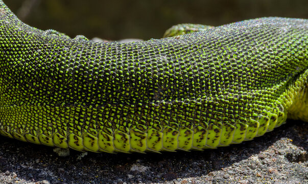 Close-up of the vibrantly colored scales of a European green lizard, Lacerta bilineata