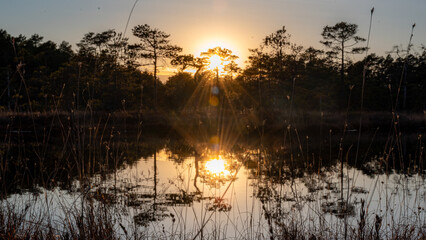 beautiful colors of the bog in the sunset light, bog lake and pine trees, traditional bog vegetation © ANDA