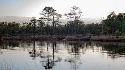 beautiful colors of the bog in the sunset light, bog lake and pine trees, traditional bog vegetation © ANDA