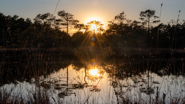 beautiful colors of the bog in the sunset light, bog lake and pine trees, traditional bog vegetation