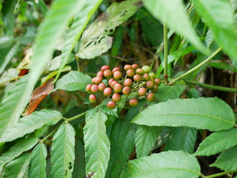 Leea indica fruit which is often found in the forest