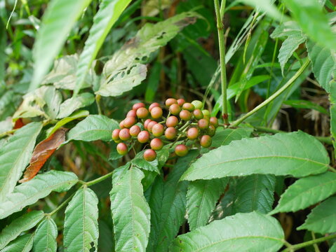 Leea indica fruit which is often found in home gardens