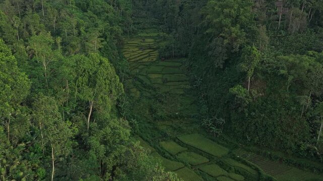Revealing semeru volcano behind indonesian rice paddies