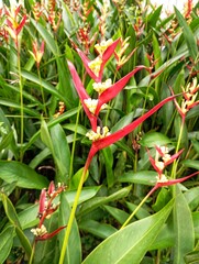 Obraz premium Close-up of vibrant Heliconia psittacorum (Parrot's Beak) flowers blooming in a lush tropical garden.