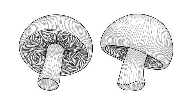 Detailed black and white etching style illustration of two whole mushrooms showing gills and textures on a simple white background.