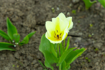 Obraz premium Yellow tulip flower blooms in garden soil during spring season with green leaves surrounding it