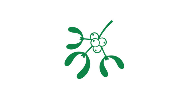 Mistletoe plant with green leaves.
