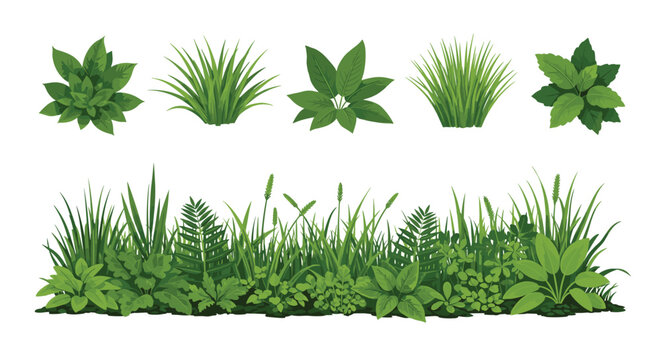 Collection of various green grass tufts and a long wild meadow border for garden and nature landscape design projects.
