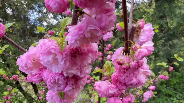 Flowering almond pink blossom Prunus triloba shrub.
