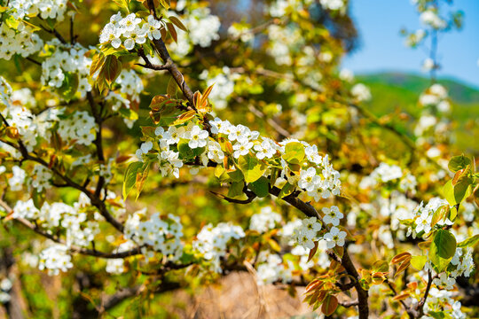 Bloosoms of the Nashi pear, Pyrus pyrifolia, in spring