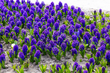Obraz premium Colorful hyacinths flowers grow in a large field during springtime in a garden setting with rich soil and bright sunlight shining down