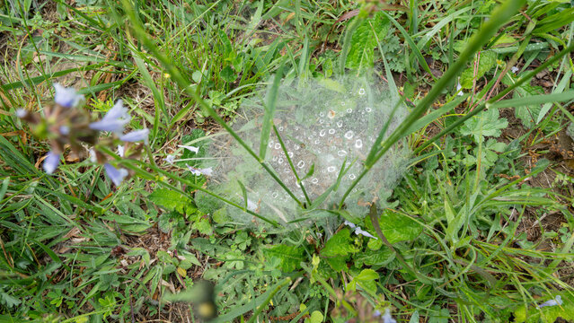 Dew drops on a delicate grass spider's web in a field.