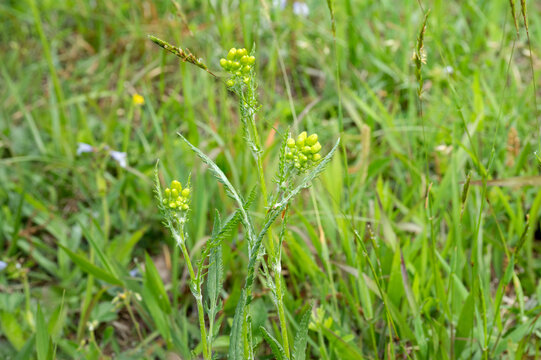 Clusters of cylindrical, green buds of a wild ragwort plant, Jacobaea vulgaris, of the daisy family.