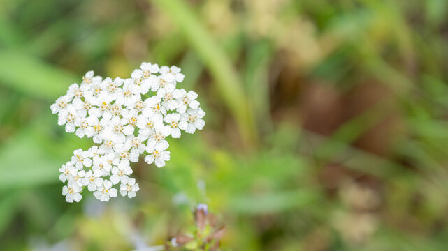 White, wild yarrow, Achillea millefolium, a perennial herb also known as devil's nettle.  Nature background.