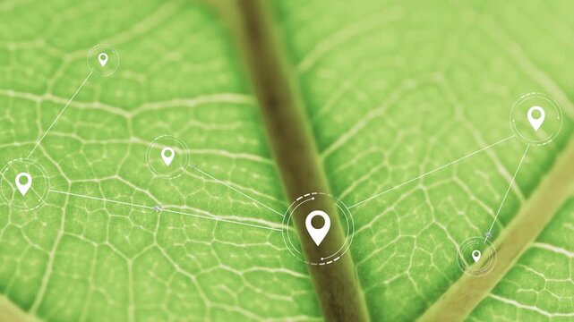 Single fresh leaf hosting initial pin appearing over midrib, pins linking, mapping veins for tech