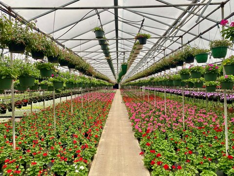 Greenhouse with potted flowers and hanging baskets in spring