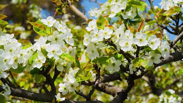 Bloosoms of the Nashi pear, Pyrus pyrifolia, in spring