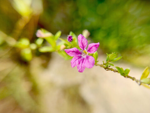 Macro Shot of Purple False Heather Flower - Cuphea Hyssopifolia