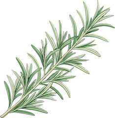 Fototapeta premium Rosemary Needle Leaves Fresh Herb Botanical Minimal Vector Illustration