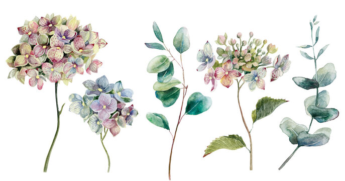 A set of watercolor flowers: hydrangea and eucalyptus. Hand-drawn on an isolated background. Botanical watercolor illustration, a bouquet of hydrangeas, rustic flowers.