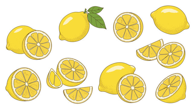 Set of hand drawn lemon illustrations including whole fruits, halves, and slices with detailed textures and leaves for fresh citrus designs.