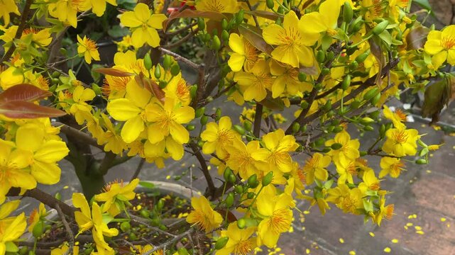 Flowering Ochna integerrima tree filmed in Vietnam, showing vivid yellow blooms and leafy branches outdoors for festive, botanical, and garden footage.