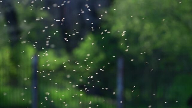 Small insects flying in warm golden sunlight. Slow motion footage capturing floating particles and natural movement in the air, creating a soft atmospheric background with bokeh.
