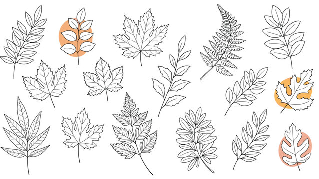Collection of various hand-drawn leaf sketches featuring maple, fern, and rowan leaves with minimal orange accents on a white background.