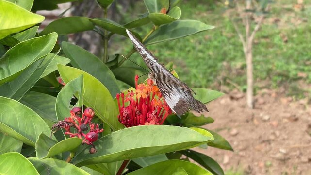Butterfly perched on vibrant ixora flower clusters in a Vietnamese garden, ideal for pollinator, tropical nature, and floral footage.