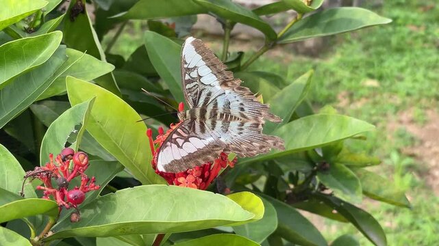 Butterfly perched on red ixora flowers in Vietnam, filmed close-up with green leaves for tropical garden, wildlife, and pollination video themes.