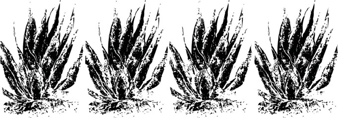 Obraz premium aloe vera plants with thick fleshy leaves in a row on white background, natural medicinal succulent