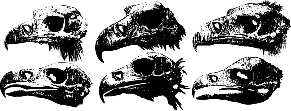 six black and white illustrations of bird skulls with different beak shapes and feather details