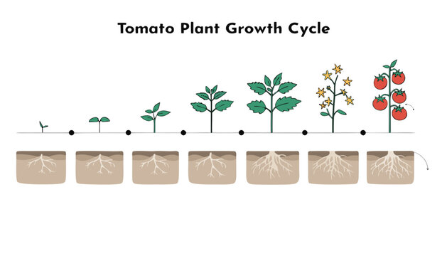 Tomato plant lifecycle educational vector infographic seedling to fruiting bush