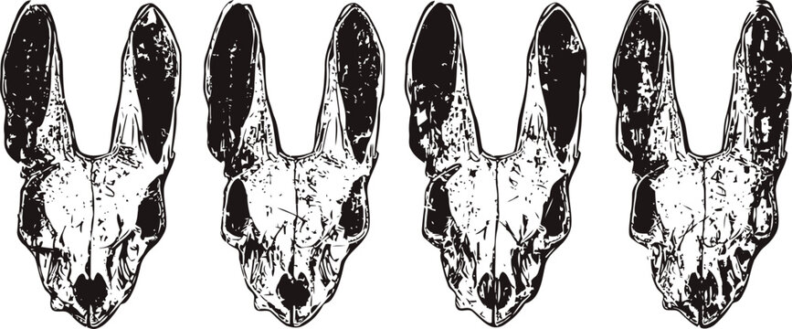 four identical black and white rabbit skull illustrations in a row, detailed anatomical line art