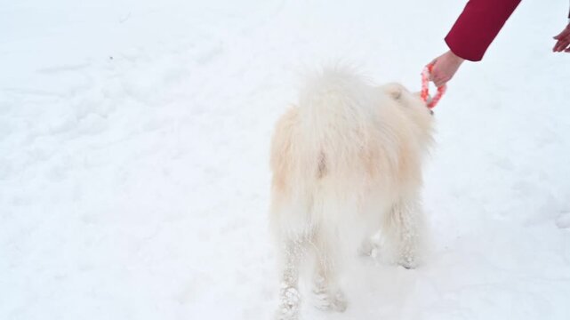 A Samoyed dog plays with a puller on a winter walk.