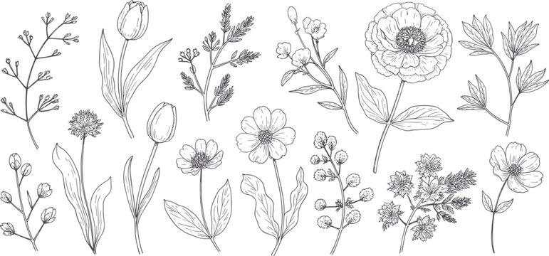 Hand drawn botanical with various flowers and leaves in a style floral line vintage nature
