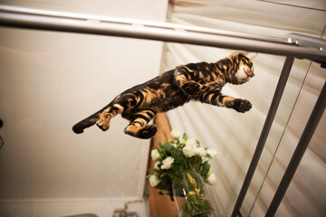 Bengal cat jumping from glass table © Elena