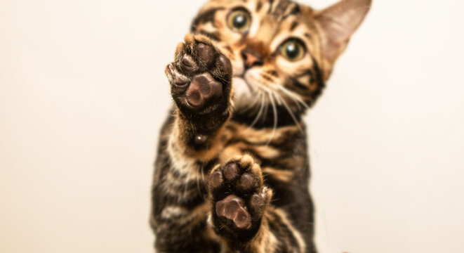 Cute Bengal cat paws up on glass table