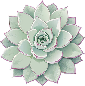 Graptopetalum Ghost Plant Succulent Botanical Minimal Vector Illustration