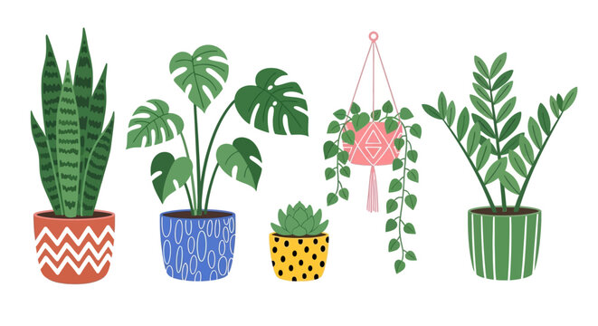 Collection of potted house plants varieties.
