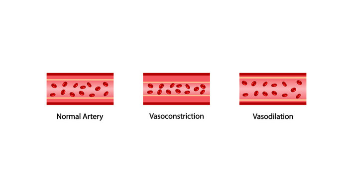 Arterial vasoconstriction and vasodilation. Cross section of arteries. Comparison of normal, constricted, and dilated blood vessels. Scientific Diagram. Vector illustration.
