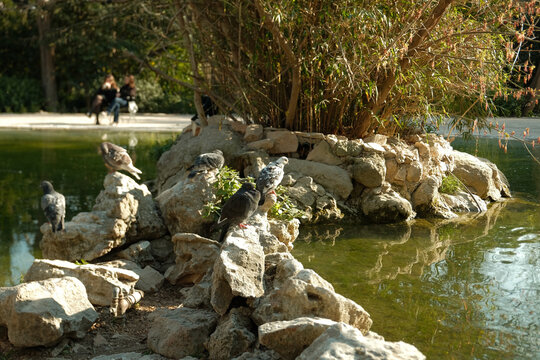 Pigeons gather on rocks near a tranquil pond in a sunlit park setting