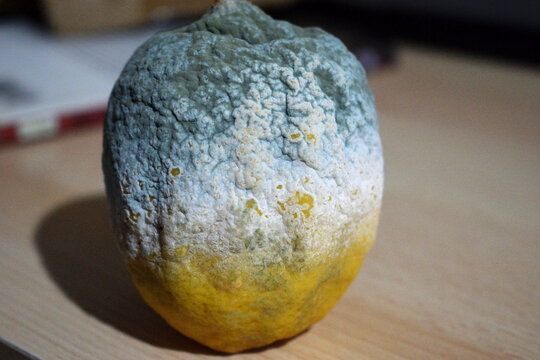 A detailed close-up shot showing a decomposing lemon partially covered in fuzzy blue and white fungal growth. The image captures the contrast between the natural yellow citrus peel and the spreading 