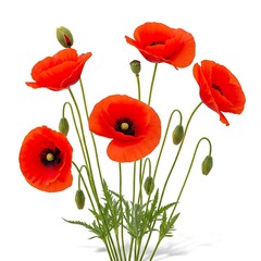 Obraz premium Group of red poppies flowers with buds and green leaves isolated on white background
