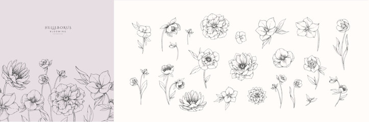 Naklejka premium Set of hellebore flowers, leaves and brunch. Detailed hand drawn ink illustration floral elements for invitation, wallpaper art
